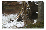 Gray wolf (Canis lupus), Bavarian Forest National Park. by Anonymous