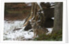 Gray wolf (Canis lupus), Bavarian Forest National Park. by Anonymous
