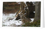 Gray wolf (Canis lupus), Bavarian Forest National Park. by Anonymous