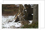 Gray wolf (Canis lupus), Bavarian Forest National Park. by Anonymous
