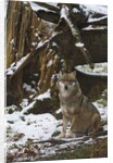 Gray wolf (Canis lupus), Bavarian Forest National Park. by Anonymous