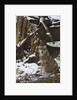 Gray wolf (Canis lupus), Bavarian Forest National Park. by Anonymous
