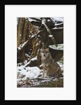 Gray wolf (Canis lupus), Bavarian Forest National Park. by Anonymous
