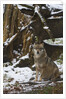 Gray wolf (Canis lupus), Bavarian Forest National Park. by Anonymous