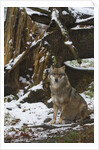 Gray wolf (Canis lupus), Bavarian Forest National Park. by Anonymous