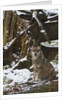 Gray wolf (Canis lupus), Bavarian Forest National Park. by Anonymous