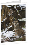 Gray wolf (Canis lupus), Bavarian Forest National Park. by Anonymous
