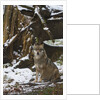 Gray wolf (Canis lupus), Bavarian Forest National Park. by Anonymous