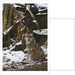 Gray wolf (Canis lupus), Bavarian Forest National Park. by Anonymous