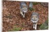 Gray wolves (Canis lupus), Bavarian Forest National Park. by Anonymous