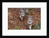 Gray wolves (Canis lupus), Bavarian Forest National Park. by Anonymous