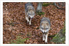 Gray wolves (Canis lupus), Bavarian Forest National Park. by Anonymous
