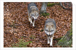 Gray wolves (Canis lupus), Bavarian Forest National Park. by Anonymous