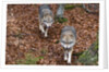 Gray wolves (Canis lupus), Bavarian Forest National Park. by Anonymous