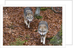 Gray wolves (Canis lupus), Bavarian Forest National Park. by Anonymous