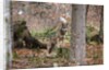 Gray wolf (Canis lupus), Bavarian Forest National Park. by Anonymous