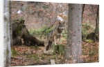 Gray wolf (Canis lupus), Bavarian Forest National Park. by Anonymous