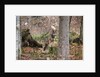 Gray wolf (Canis lupus), Bavarian Forest National Park. by Anonymous