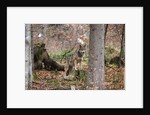 Gray wolf (Canis lupus), Bavarian Forest National Park. by Anonymous