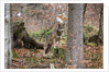 Gray wolf (Canis lupus), Bavarian Forest National Park. by Anonymous