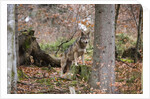 Gray wolf (Canis lupus), Bavarian Forest National Park. by Anonymous