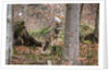 Gray wolf (Canis lupus), Bavarian Forest National Park. by Anonymous