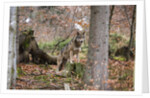 Gray wolf (Canis lupus), Bavarian Forest National Park. by Anonymous