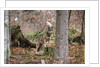 Gray wolf (Canis lupus), Bavarian Forest National Park. by Anonymous