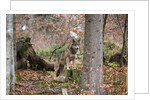 Gray wolf (Canis lupus), Bavarian Forest National Park. by Anonymous