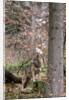 Gray wolf (Canis lupus), Bavarian Forest National Park. by Anonymous