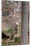 Gray wolf (Canis lupus), Bavarian Forest National Park. by Anonymous