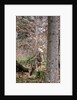 Gray wolf (Canis lupus), Bavarian Forest National Park. by Anonymous