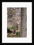Gray wolf (Canis lupus), Bavarian Forest National Park. by Anonymous