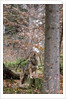 Gray wolf (Canis lupus), Bavarian Forest National Park. by Anonymous