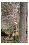 Gray wolf (Canis lupus), Bavarian Forest National Park. by Anonymous