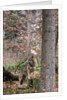 Gray wolf (Canis lupus), Bavarian Forest National Park. by Anonymous