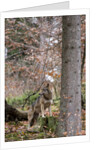 Gray wolf (Canis lupus), Bavarian Forest National Park. by Anonymous