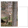 Gray wolf (Canis lupus), Bavarian Forest National Park. by Anonymous