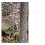 Gray wolf (Canis lupus), Bavarian Forest National Park. by Anonymous