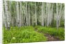 Hiking in the Aspen trees forest On the Trail to the American Lake. by Anonymous
