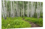 Hiking in the Aspen trees forest On the Trail to the American Lake. by Anonymous