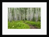 Hiking in the Aspen trees forest On the Trail to the American Lake. by Anonymous