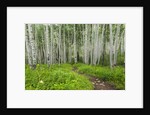Hiking in the Aspen trees forest On the Trail to the American Lake. by Anonymous