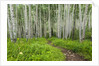 Hiking in the Aspen trees forest On the Trail to the American Lake. by Anonymous