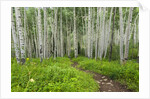 Hiking in the Aspen trees forest On the Trail to the American Lake. by Anonymous