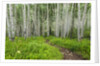 Hiking in the Aspen trees forest On the Trail to the American Lake. by Anonymous