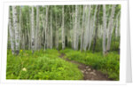 Hiking in the Aspen trees forest On the Trail to the American Lake. by Anonymous