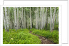 Hiking in the Aspen trees forest On the Trail to the American Lake. by Anonymous