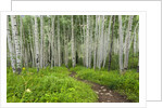Hiking in the Aspen trees forest On the Trail to the American Lake. by Anonymous
