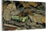 Vespa crabro (european hornet) - feeding on a bushcricket by Anonymous